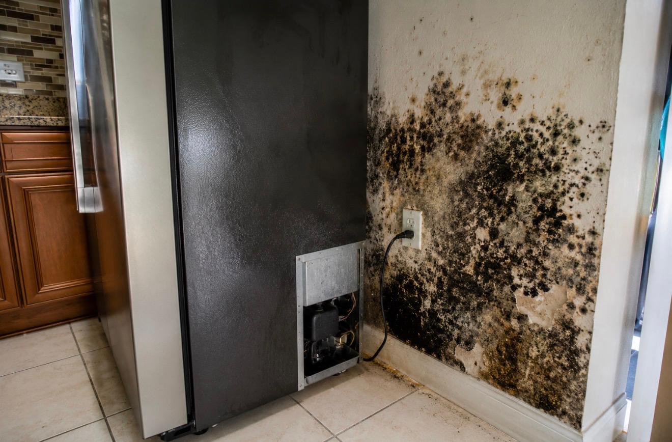 Mold damage insurance claim in Florida and Colorado